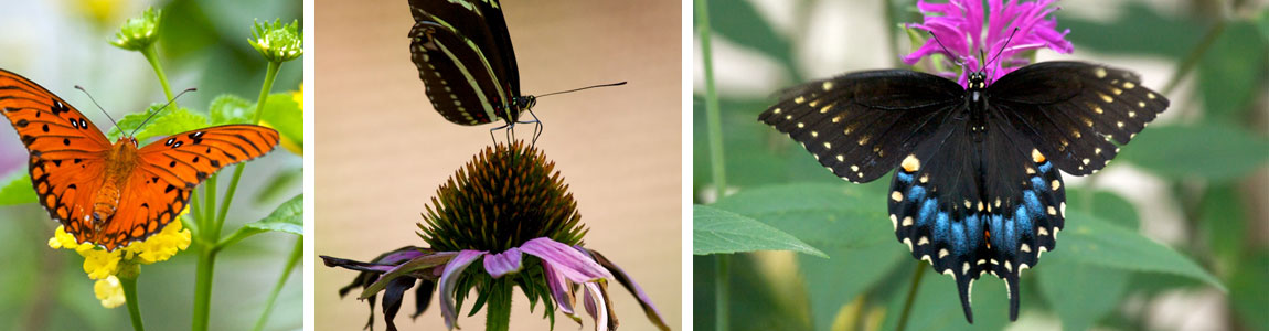 ButterfliesThumbs